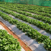 , Photos, Koyna Agro Tourism
