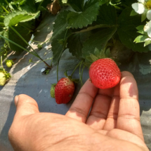 , Photos, Koyna Agro Tourism